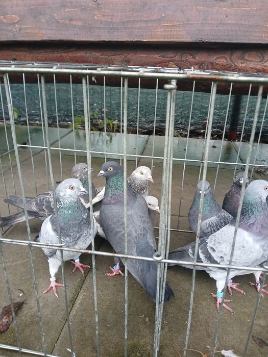 Porumbei tipleri englez