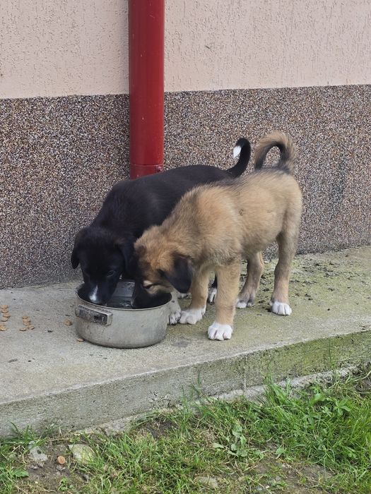 Ofer spre adopție animaluțe