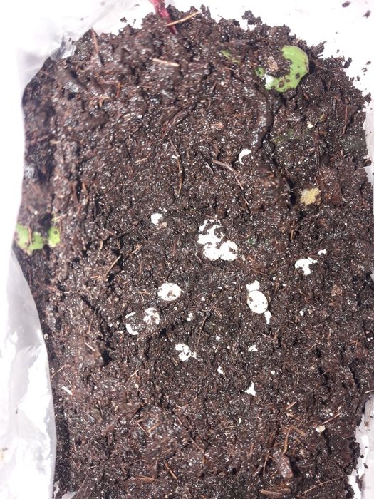 Улиткалар сотилади