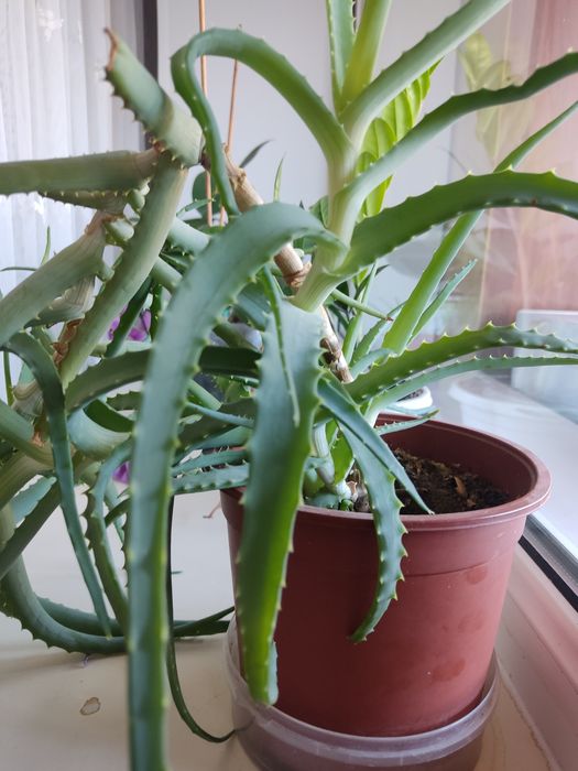 Продам прекрасное алоэ Вера