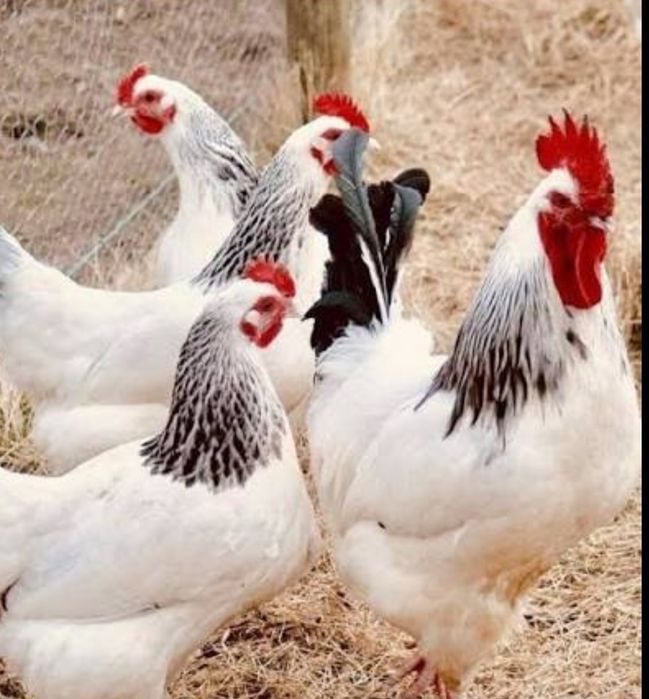 инкубационные яйца для инкубатора