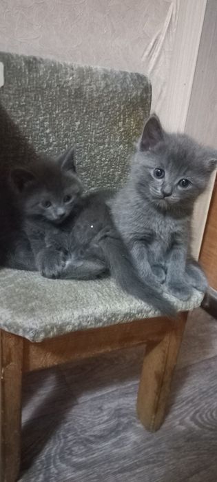 Котята британцы короткошерстные