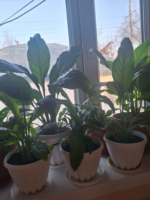 Взрослые и укорен дом цветы