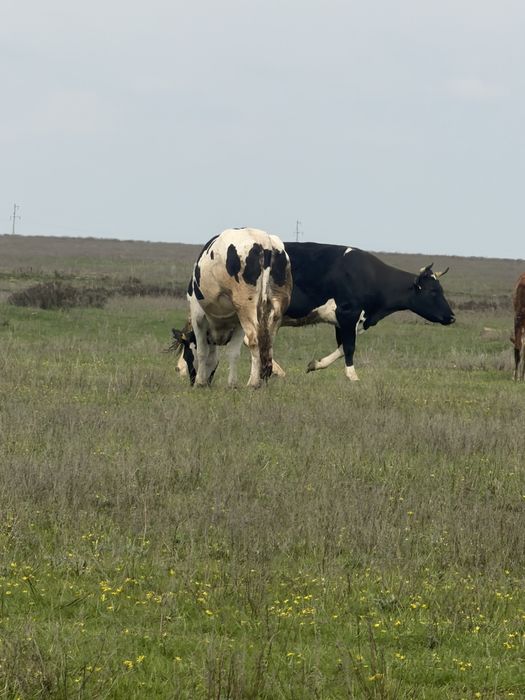 Продаются коровы