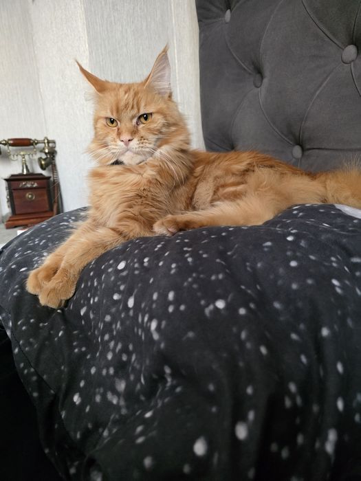 Продам кошку мейкун