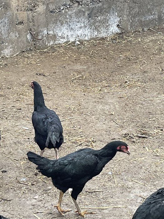 Осы тауықтар сатылады келісім бар