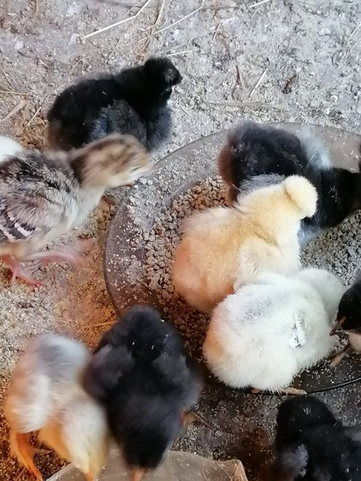 Pui de casă/brahma