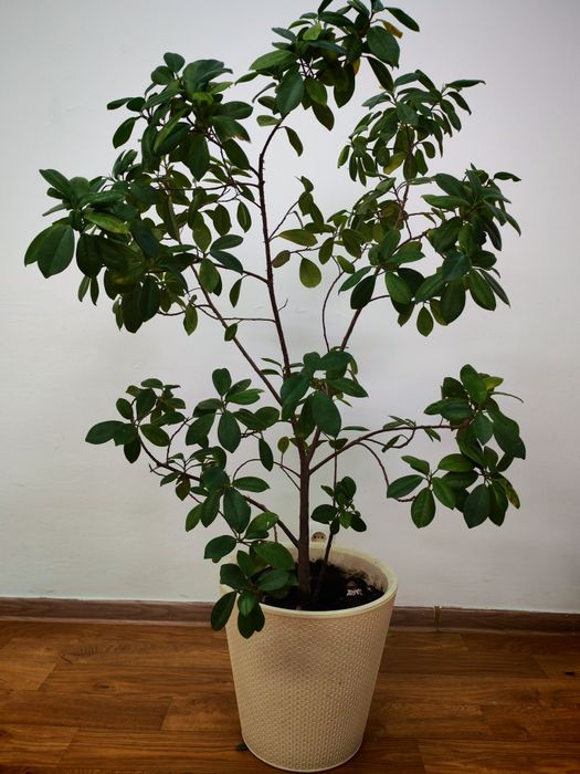 Гүл сатылады "миллионерша"