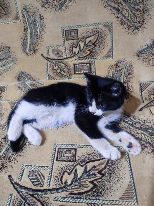 Котёнок 3 месяца , девочка