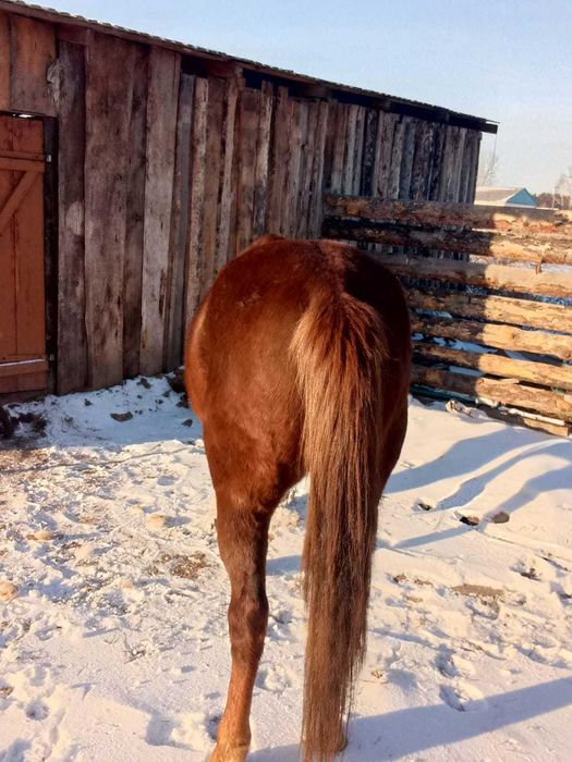 Продам или обменяю молодую кобылу