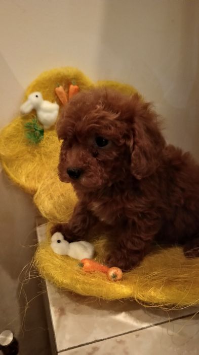 Pudel pitic red băiețel