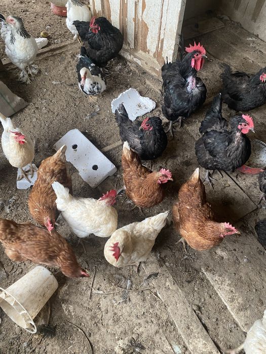 Продам кур и петухи