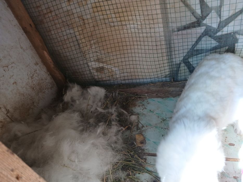 Quyonlar bor sogʻlom