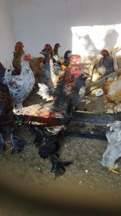 Продам петухов брама