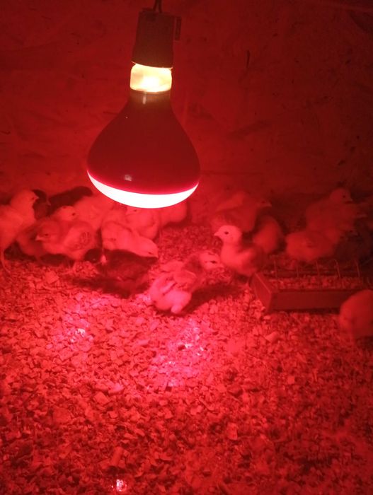 Vând puii de găină de o săptămână