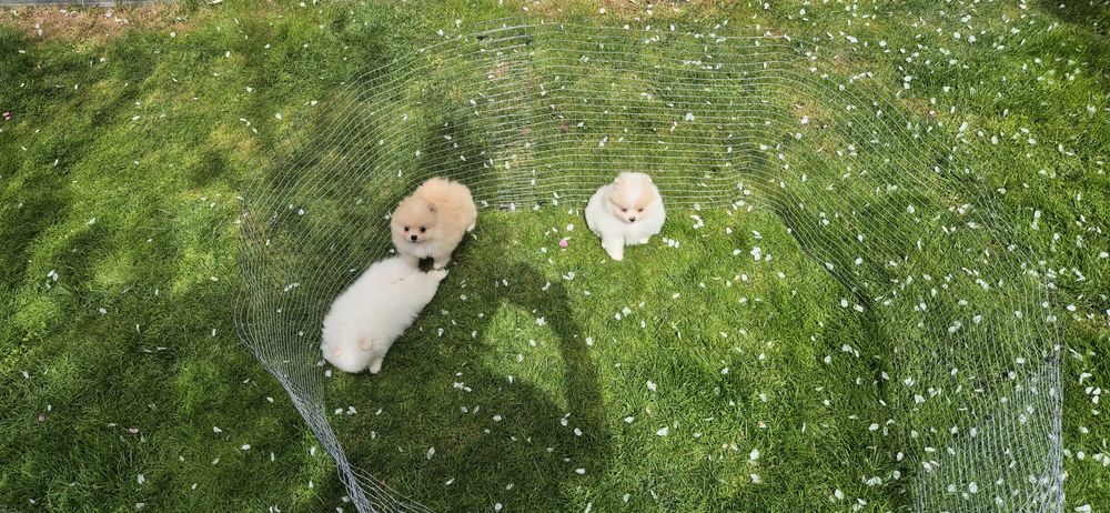 Мъжки и женски померанчета,померан