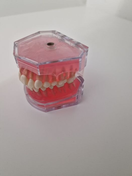 Model transparent cu dinti detasabili pentru practica medicina dentara