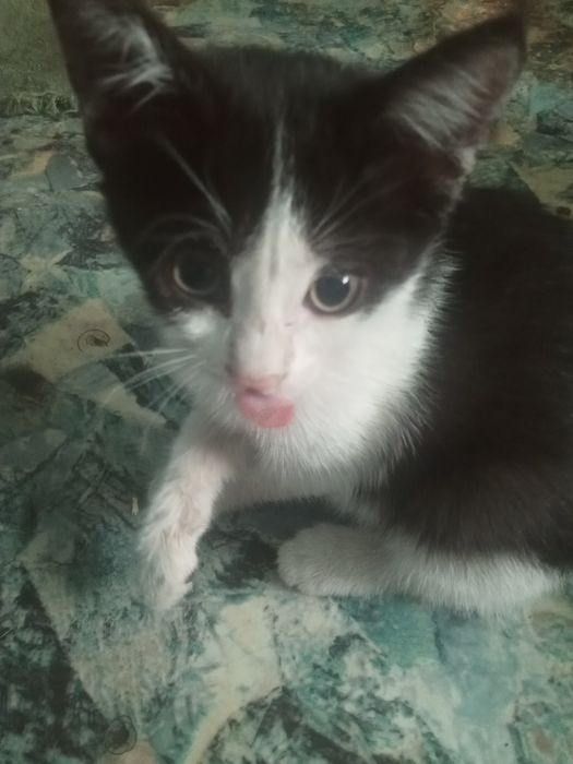 Отдам котят в хорошие руки