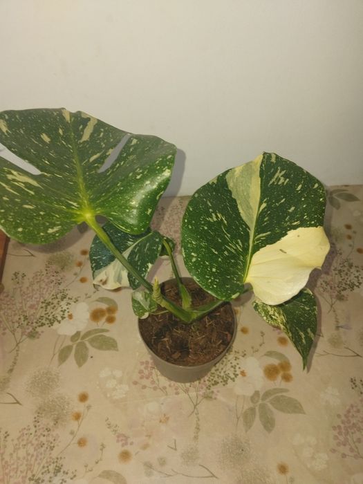 Monstera deliciosa variegată 
Vând plantă sănătoa