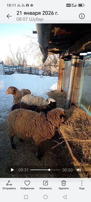 Бараны токтушки животное