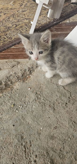 Отдам котят 6 штук