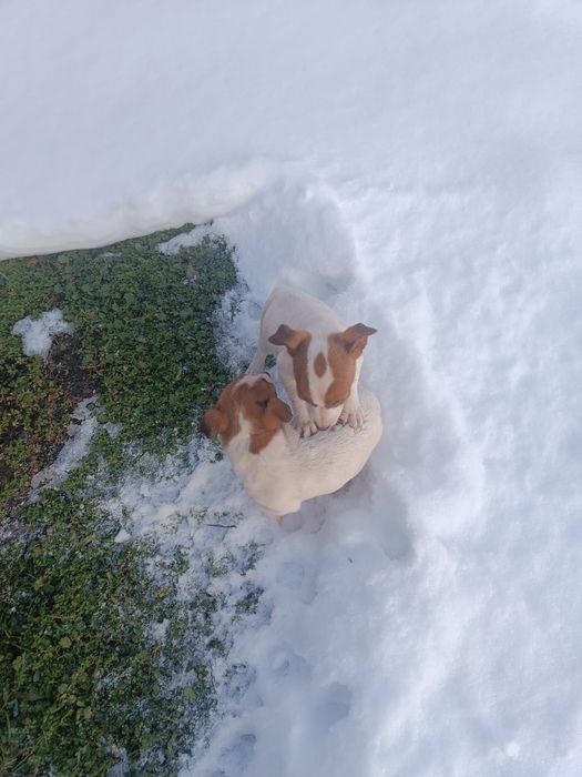 Мъжки джак ръсел