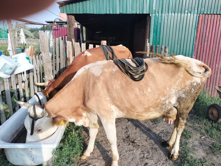 Продам три коровы