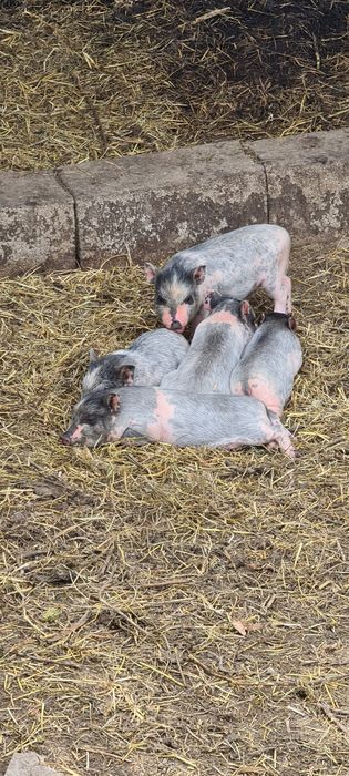 Вьетнамцы поросята