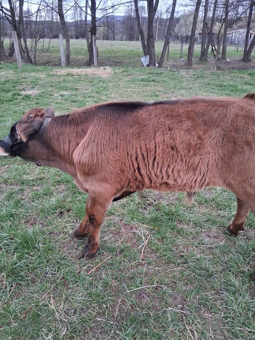 Vând 2 vitele și un taur