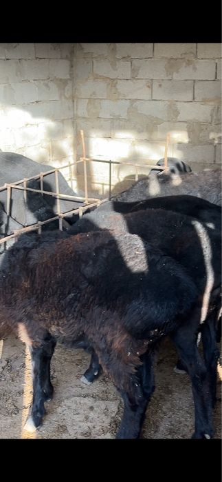 Семіз  - тоқтылар сатылады