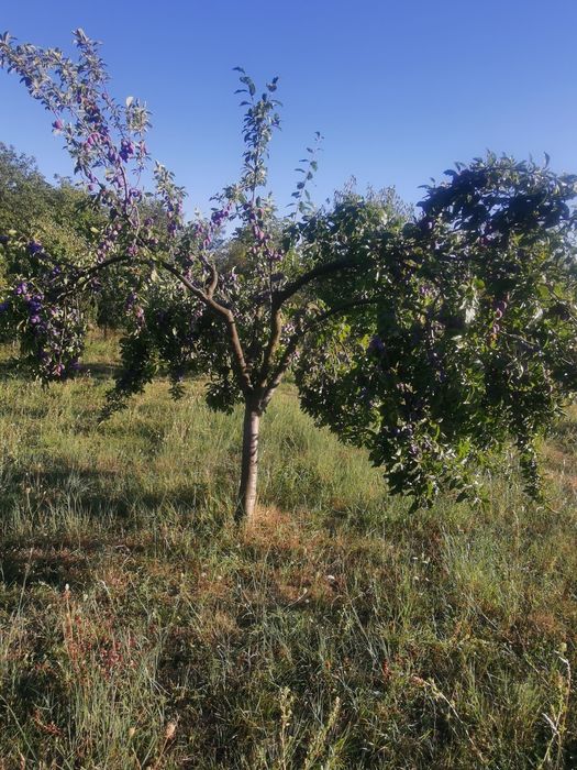 Borhot de calitate prune  Stanley și anaspet