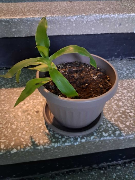 Стайни цветя - бегония, коледничета