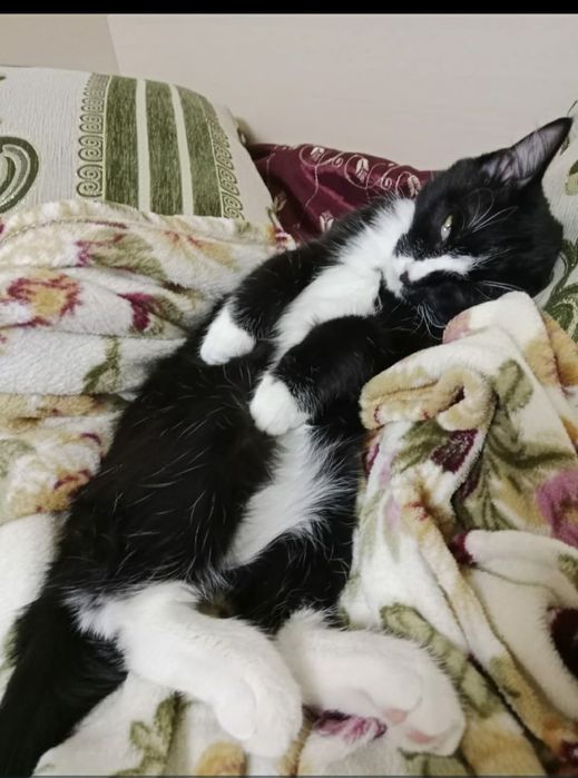 Отдам в добрые руки котика