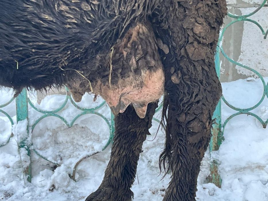 Сиыр сатылады