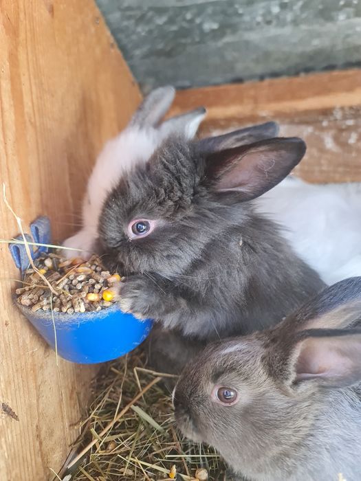 Familie iepuri cap de leu