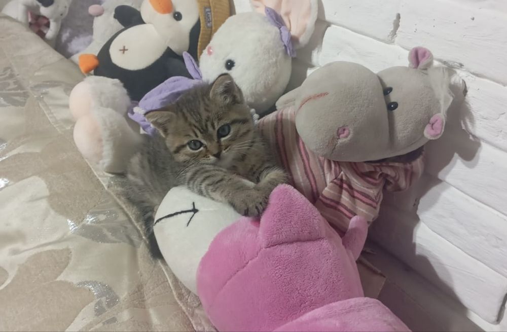 Котенок девочка от британки