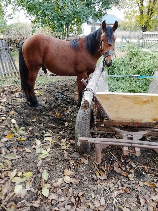 Animale de casa, mânz