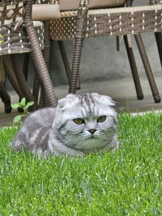 Шиншилла, Скотиш Фолд вяскага