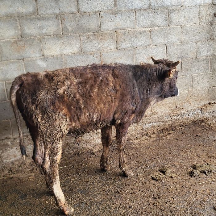 Продам 5 голов бычков