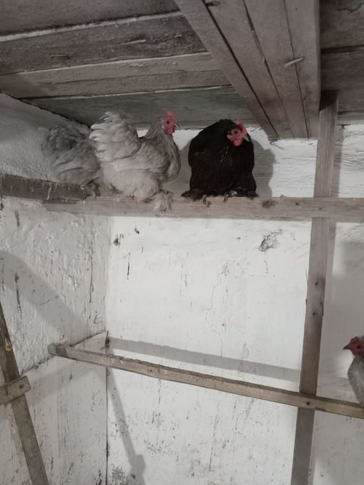 Продам карликав карликав