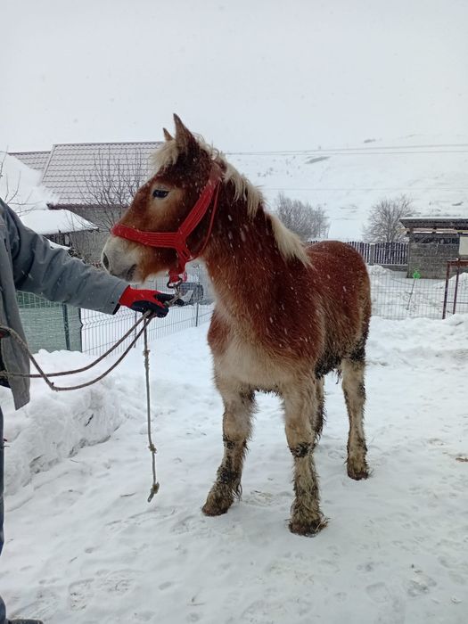 Maza de vânzare  ardeneza