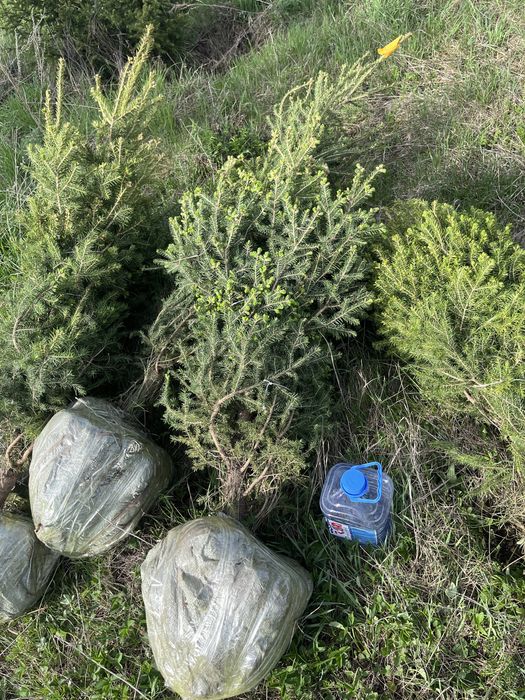 Саженцы хвойные кустарники
