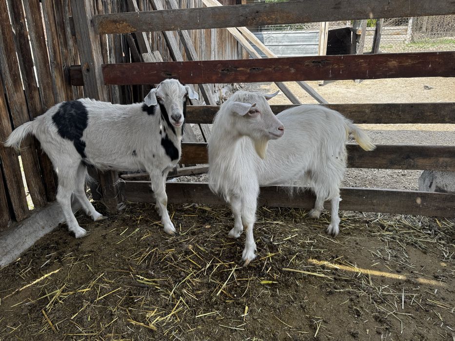 Ешкі сатыдады 1 жас