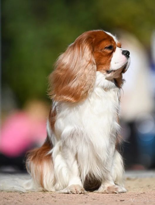 Кавалер Кинг Чарлз Шпаньол