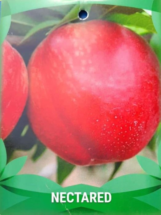 Pomi fructiferi direct de la producator