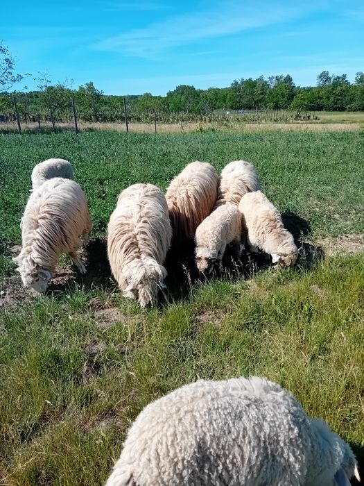 De vânzare oi foarte faine