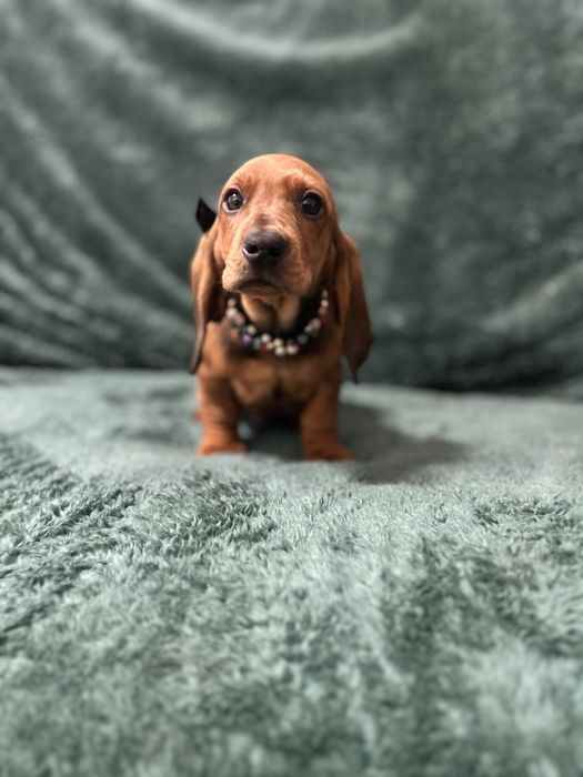 Mascul teckel cu Pedigree FCI