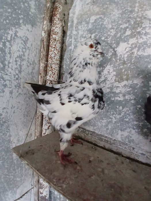 Porumbei kingi scurti pestriti