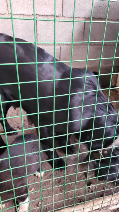 Щенки от мамы лабрадора