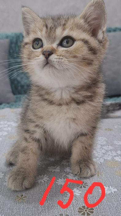 Котята шиншилла серебро и золото